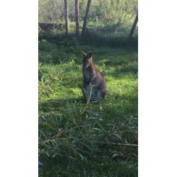 Wallaby bennet