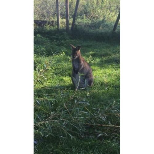 Wallaby bennet