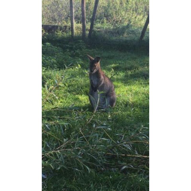 Wallaby bennet