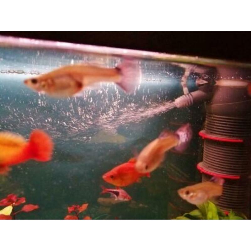 Platy / Platy's