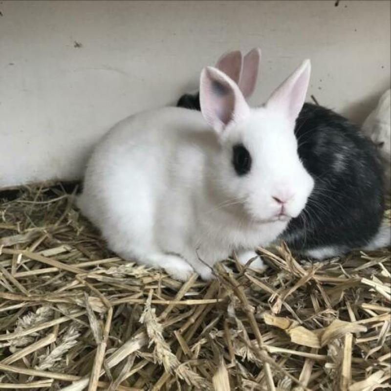 3 jonge kleurdwerg konijntjes