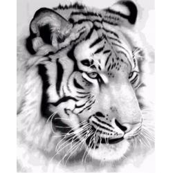 4169 schilderen op nummer tijgerkop in zwart en wit