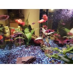 Platy / Platy's