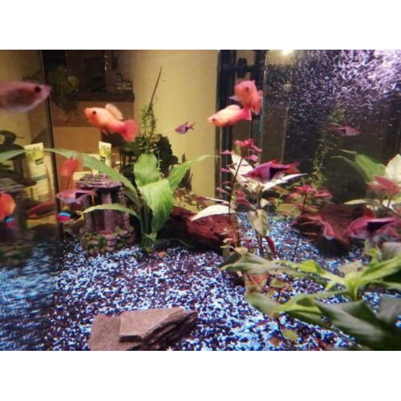 Platy / Platy's