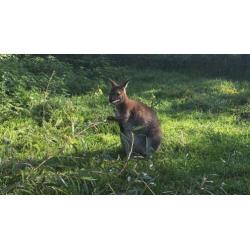 Wallaby bennet