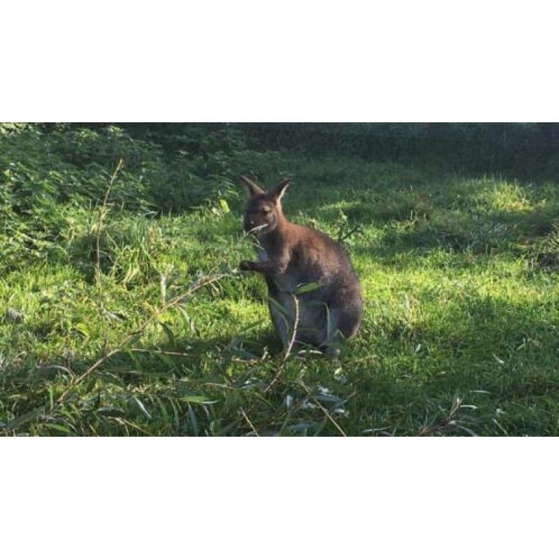Wallaby bennet