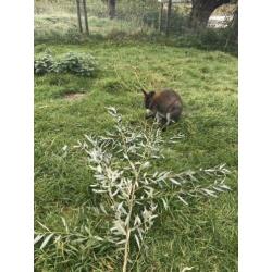 Wallaby bennet