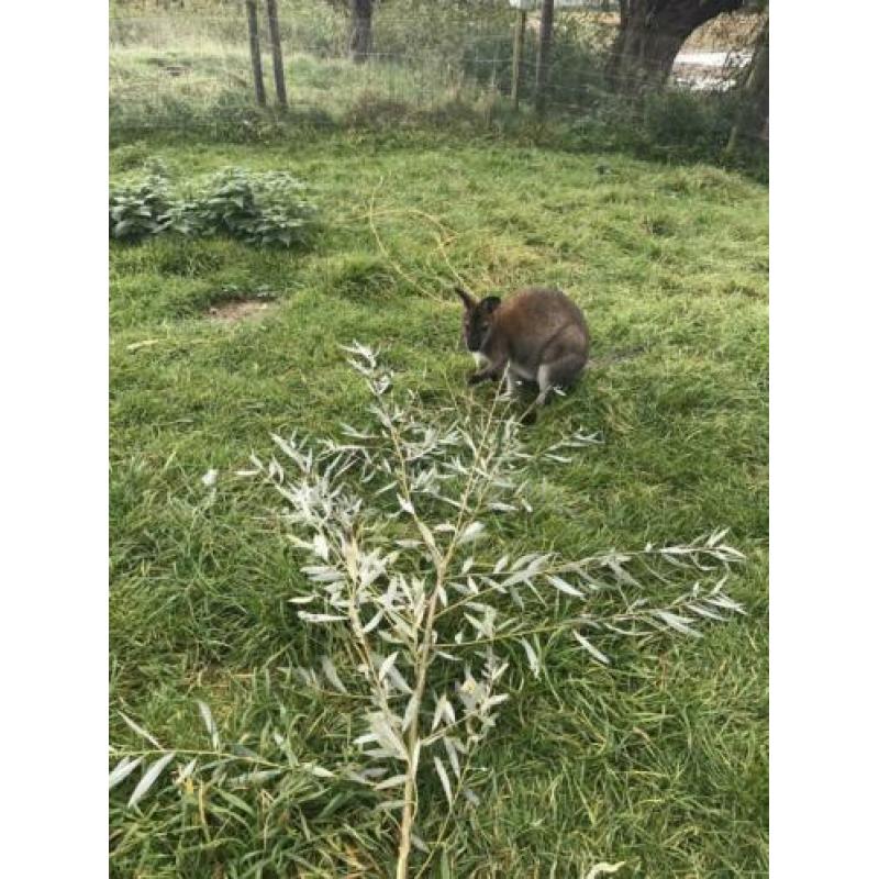 Wallaby bennet