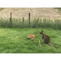 Wallaby bennet