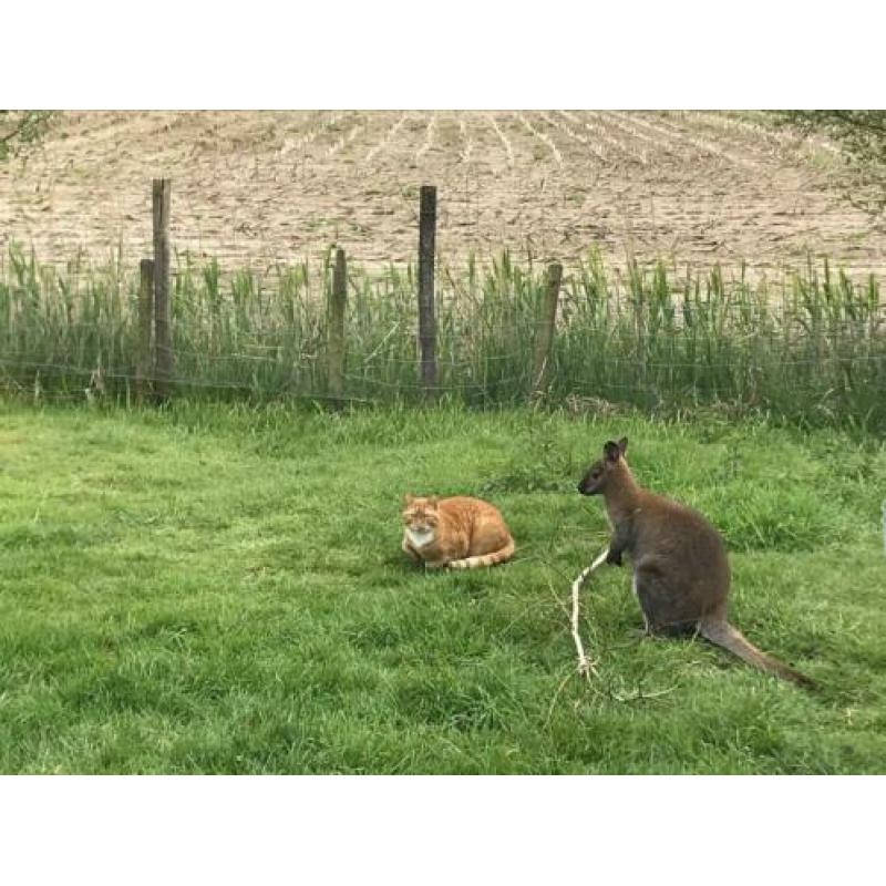 Wallaby bennet