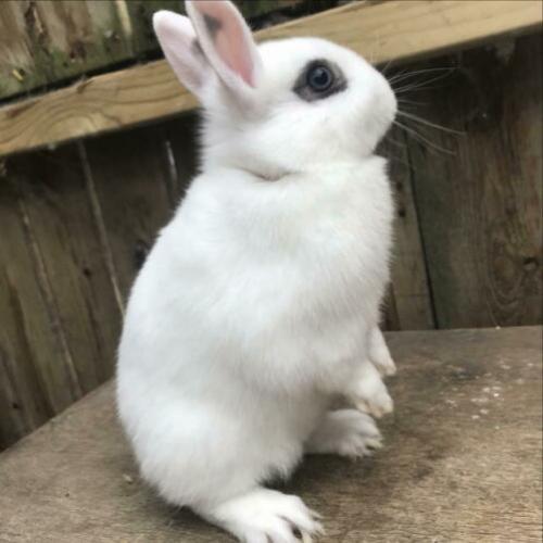 3 jonge kleurdwerg konijntjes