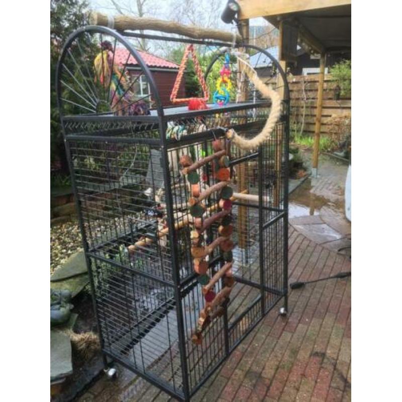 Tamme edelpapegaai met vele toebehoren