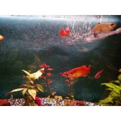 Platy / Platy's
