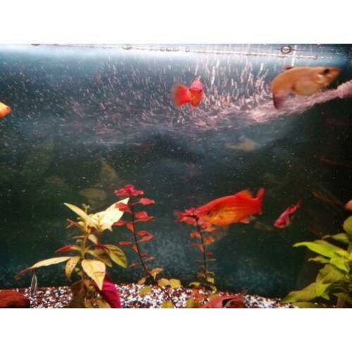 Platy / Platy's