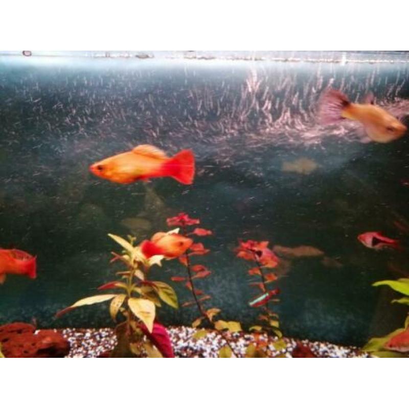 Platy / Platy's