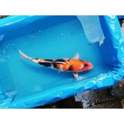 Japanse Koi karper 45cm