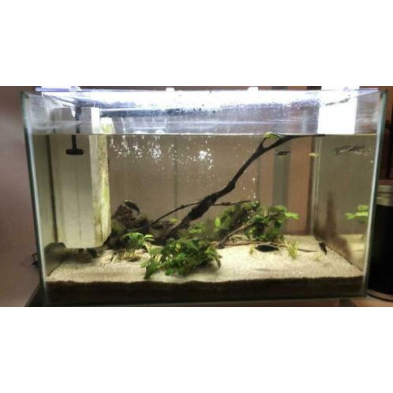 Superfish home 60 (60L) COMPLEET LED