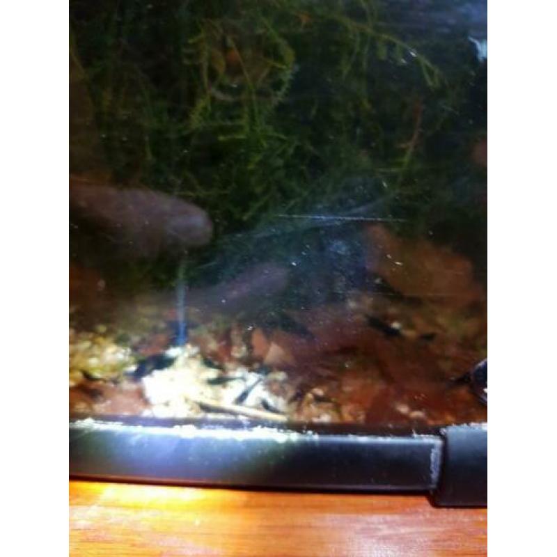 Prl Cristal red garnalen.
