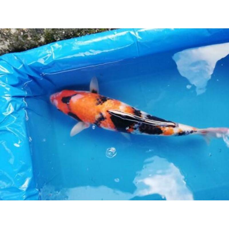 Japanse Koi karper 45cm