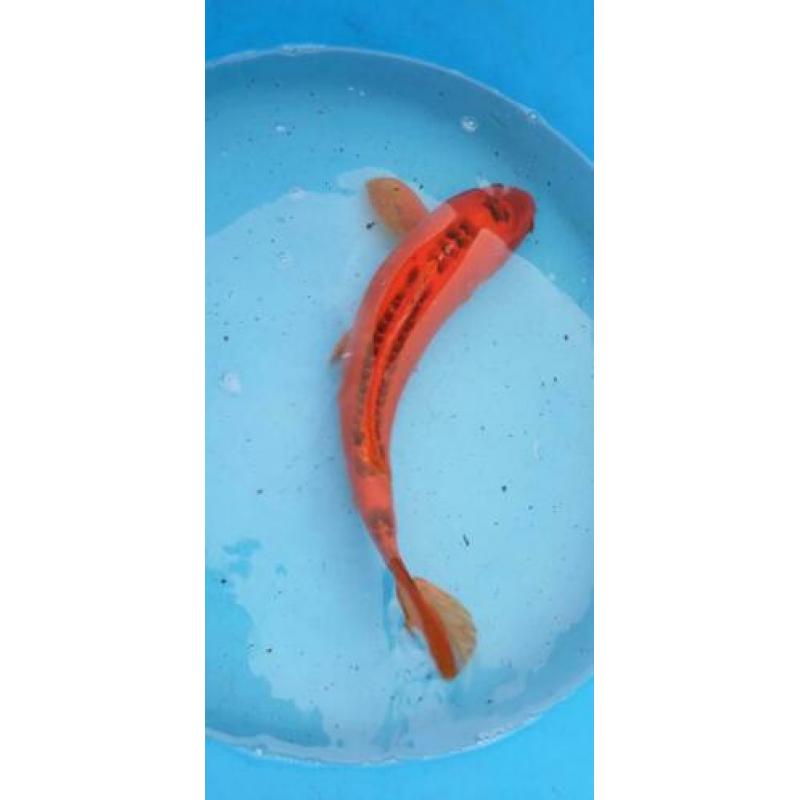 Koi 50 cm