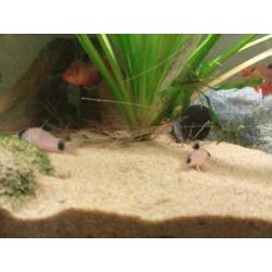 Aquarium plus vissen