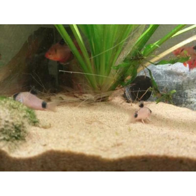 Aquarium plus vissen