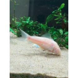 Aquarium plus vissen