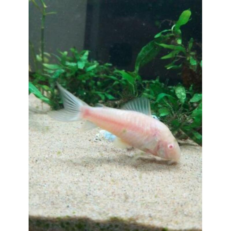 Aquarium plus vissen