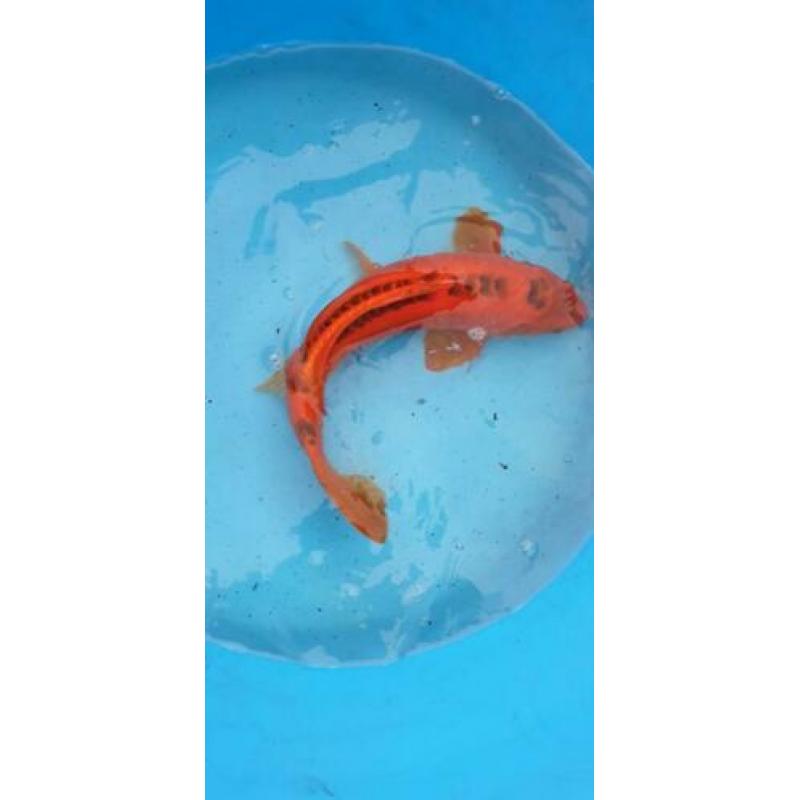 Koi 50 cm