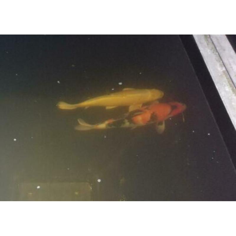 Japanse Koi karper 45cm