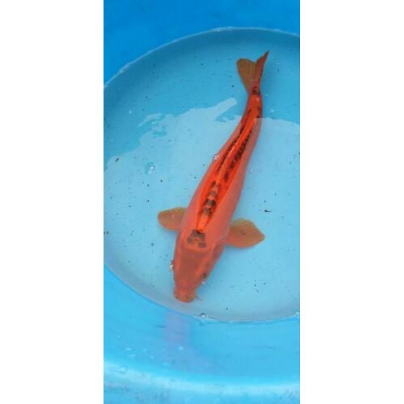 Koi 50 cm
