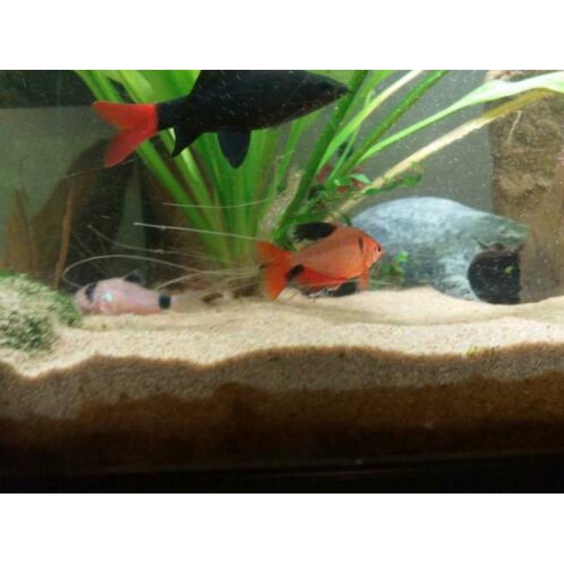 Aquarium plus vissen