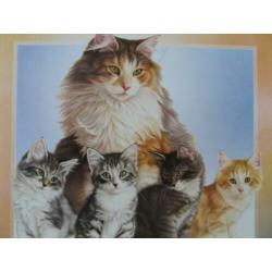 Kattenoppas Aanbod Stad Utrecht Referenties Aanwezig