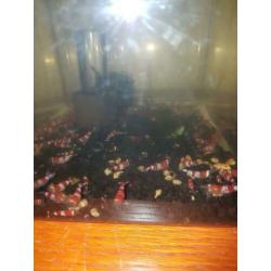 Prl Cristal red garnalen.