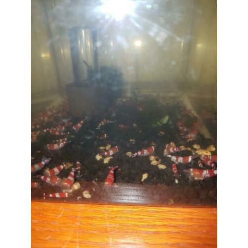 Prl Cristal red garnalen.