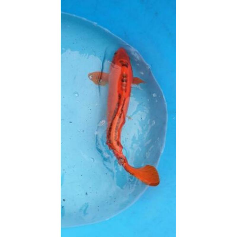 Koi 50 cm