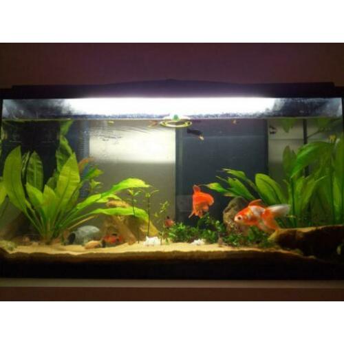 Aquarium plus vissen