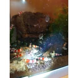 Prl Cristal red garnalen.