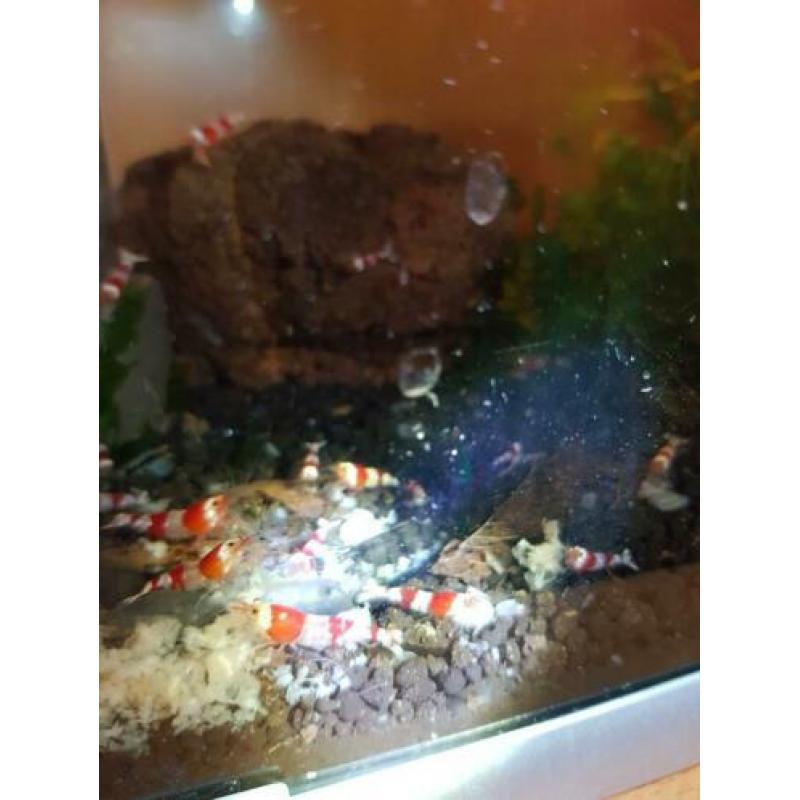 Prl Cristal red garnalen.