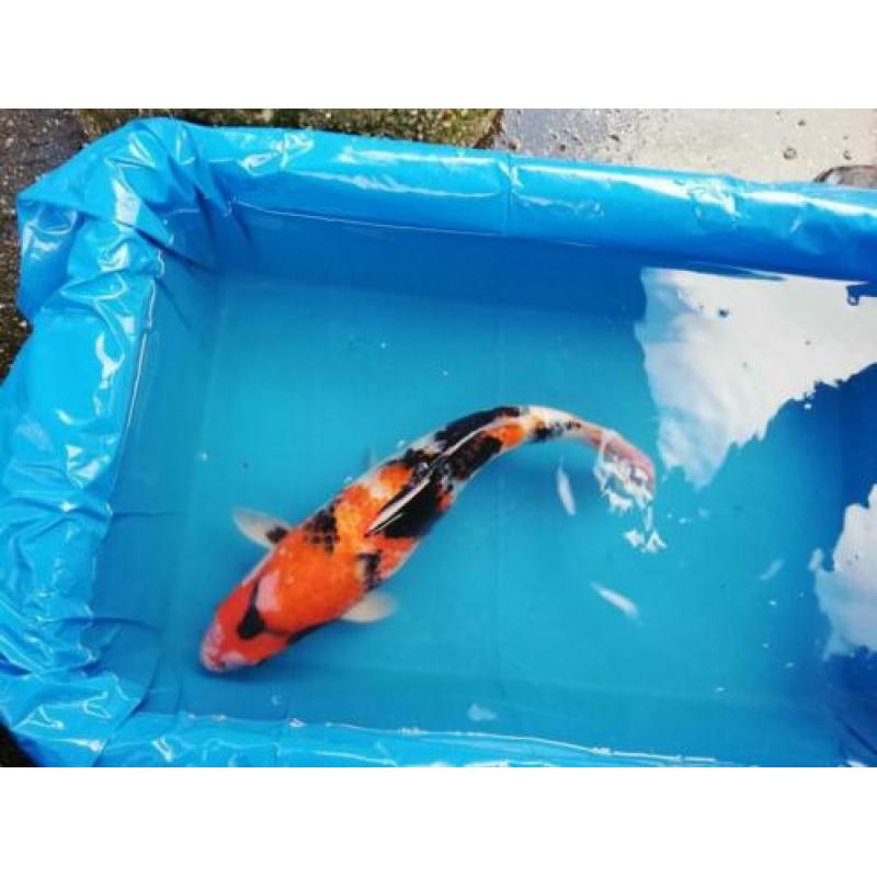 Japanse Koi karper 45cm