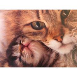 Kattenoppas Aanbod Stad Utrecht Referenties Aanwezig