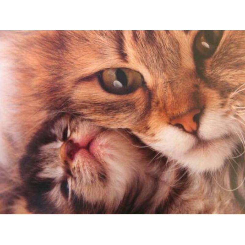 Kattenoppas Aanbod Stad Utrecht Referenties Aanwezig