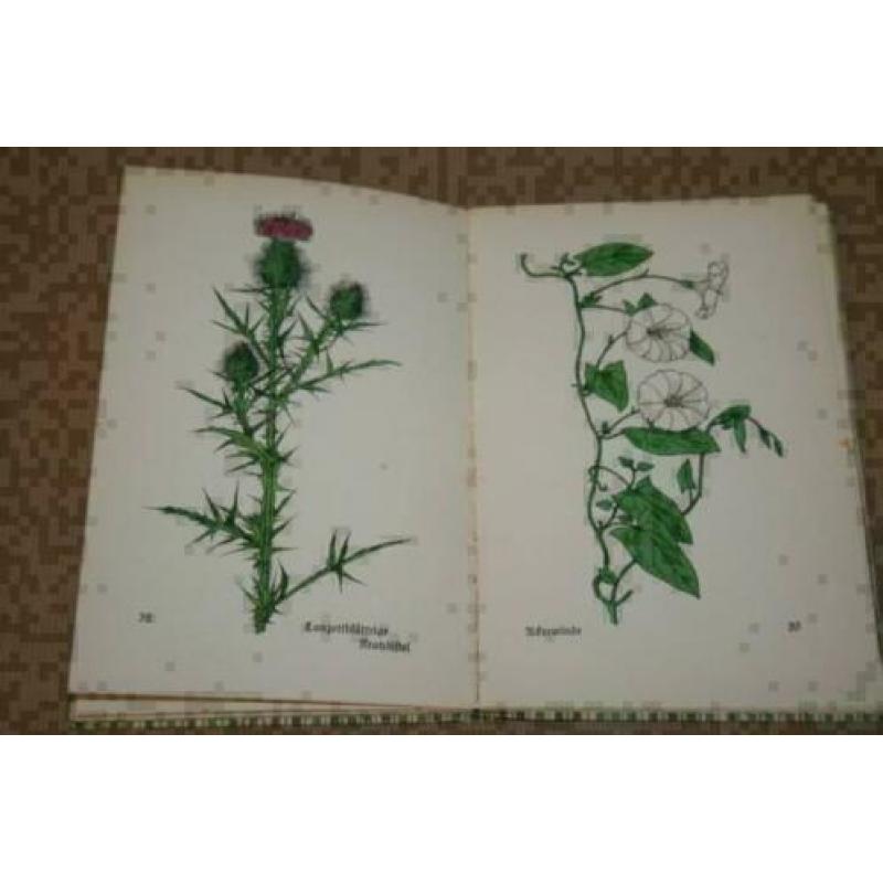 Das Kleine Blumenbuch - Met kleurenplaten - Ca 1920 !!
