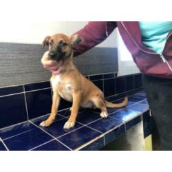 Animal in need: Ylla, binnenkort in NL te bezoeken!