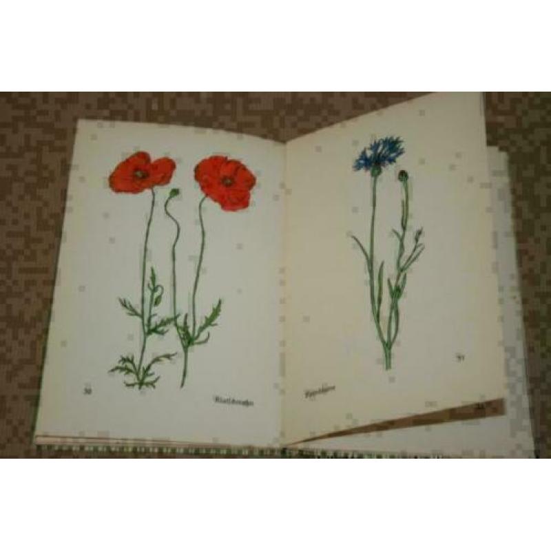 Das Kleine Blumenbuch - Met kleurenplaten - Ca 1920 !!