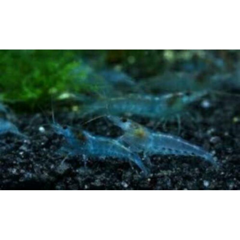 Garnalen "Blue Dream's & Blue Velvet's".