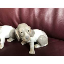 Set van twee pups