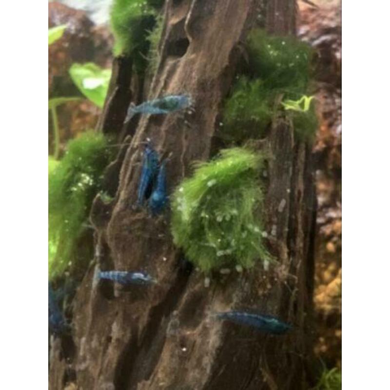 Garnalen "Blue Dream's & Blue Velvet's".
