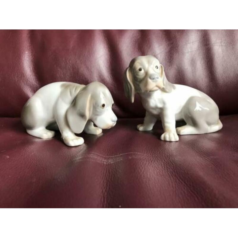 Set van twee pups