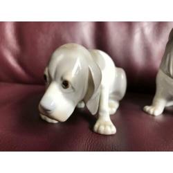 Set van twee pups